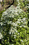 Clustered mountainmint